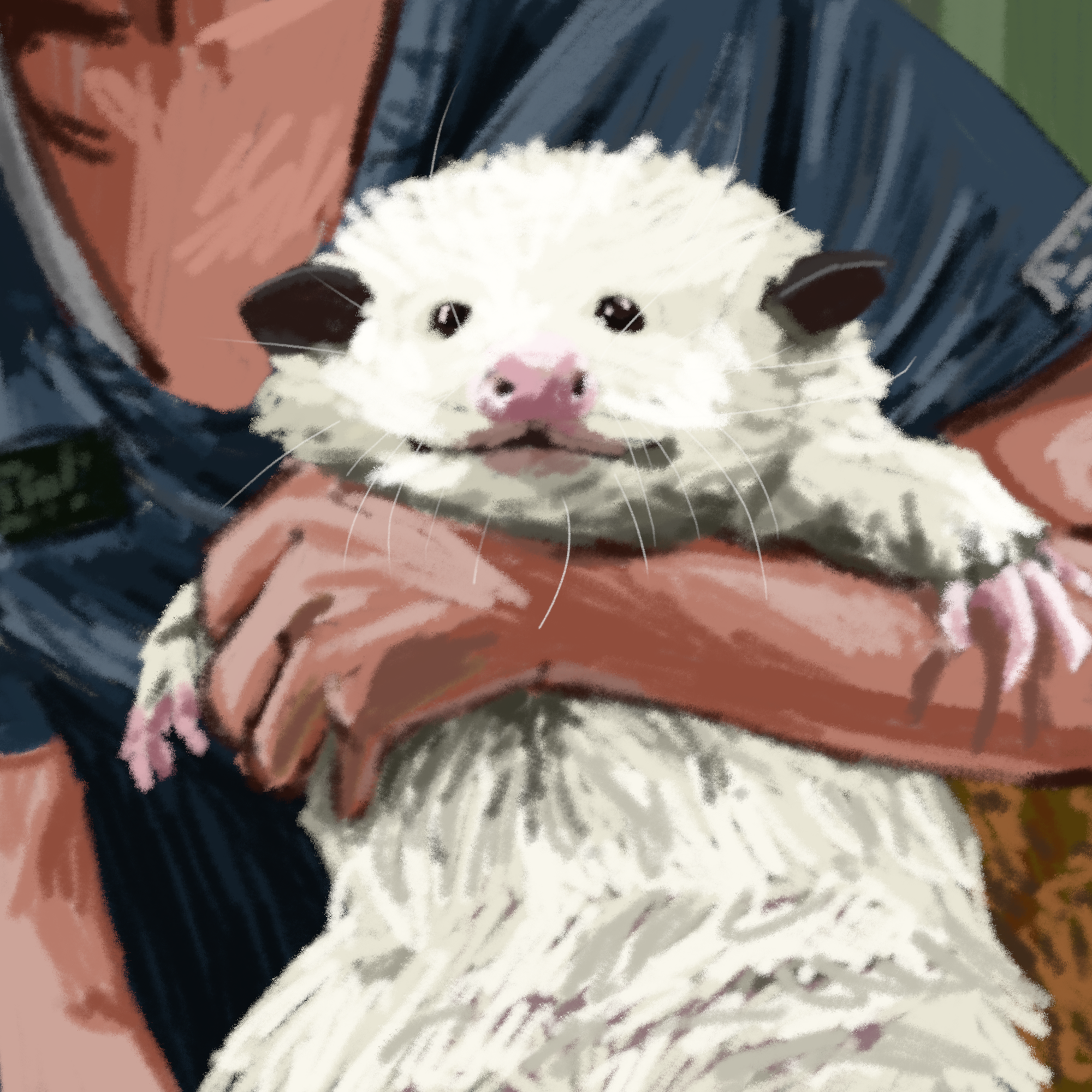 digital drawing of a closeup of a possum in the arms of a vet